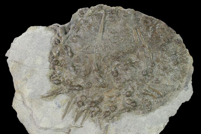 Fossil Echinoid (Archaeocidaris) - Missouri #162663